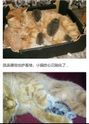 俄罗斯的猫妈妈收养了四只刺猬宝宝