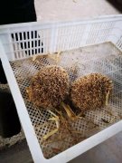 养殖金龟刺猬成本价多少金龟刺猬养殖效益如何
